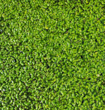 Load image into Gallery viewer, Duckweed Starter Culture