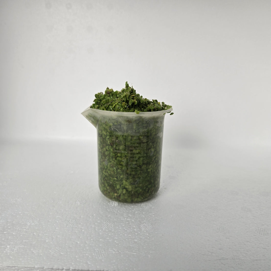 Duckweed