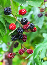 Load image into Gallery viewer, Blackberry, Apache