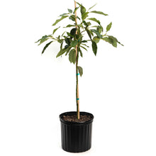 Load image into Gallery viewer, Avocado, Cold Hardy