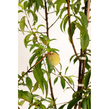 Load image into Gallery viewer, Peach, Multi-Fruit