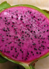 Load image into Gallery viewer, Dragon Fruit, Edgar's Baby