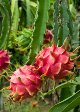 Load image into Gallery viewer, Dragon Fruit, Edgar's Baby
