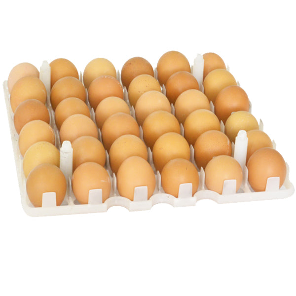 Egg Setter Tray - Chicken - 36 Eggs – Live Aquaponics