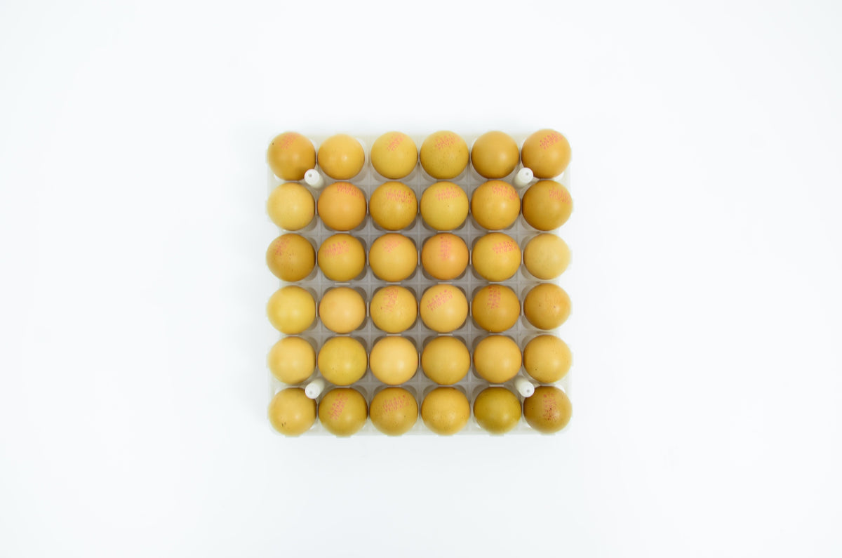 Egg Setter Tray - Chicken - 36 Eggs – Live Aquaponics