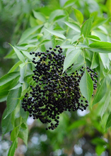 Load image into Gallery viewer, Elderberry, Florida Native