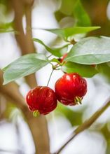 Load image into Gallery viewer, Surinam Cherry