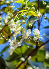 Load image into Gallery viewer, Surinam Cherry