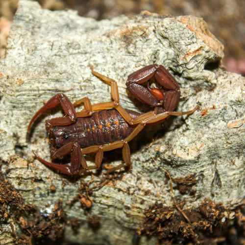 Florida Bark Scorpions