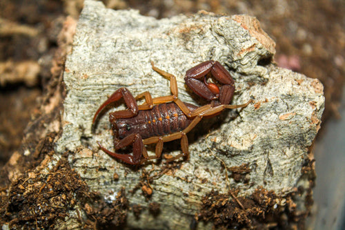 Florida Bark Scorpions