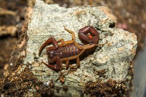 Florida Bark Scorpions
