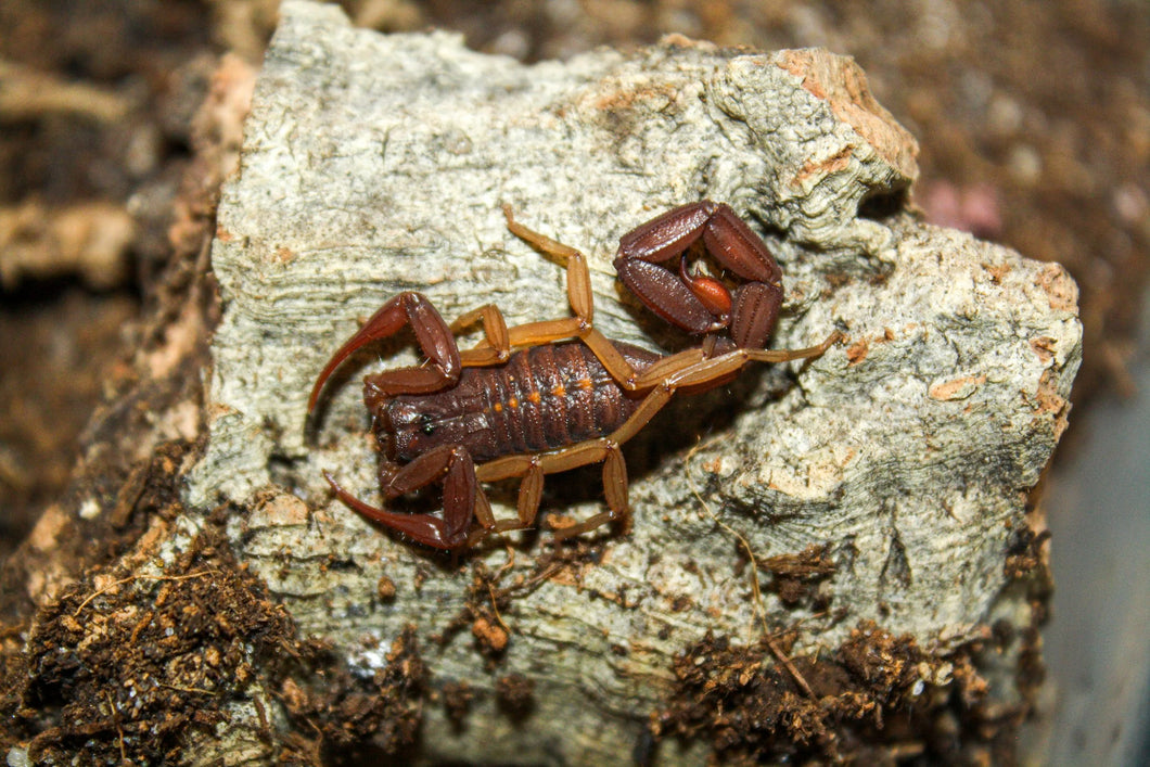 Florida Bark Scorpions