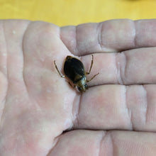 Load image into Gallery viewer, Ferocious Water Bugs