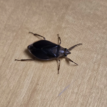 Load image into Gallery viewer, Ferocious Water Bugs
