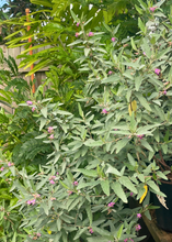 Load image into Gallery viewer, Tea, Florida Native Bush