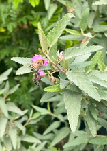 Load image into Gallery viewer, Tea, Florida Native Bush
