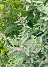 Load image into Gallery viewer, Tea, Florida Native Bush