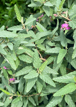 Load image into Gallery viewer, Tea, Florida Native Bush