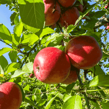 Load image into Gallery viewer, Apple, Fuji