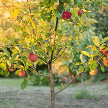 Load image into Gallery viewer, Apple, Fuji