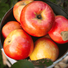 Load image into Gallery viewer, Apple, Gala