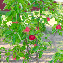 Load image into Gallery viewer, Apple, Gala