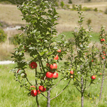 Load image into Gallery viewer, Apple, Gala