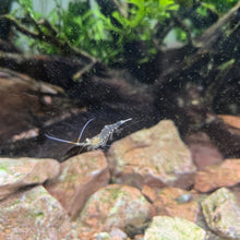 Load image into Gallery viewer, Grass Shrimp Breeding Colony