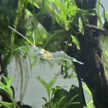 Load image into Gallery viewer, Grass Shrimp Breeding Colony