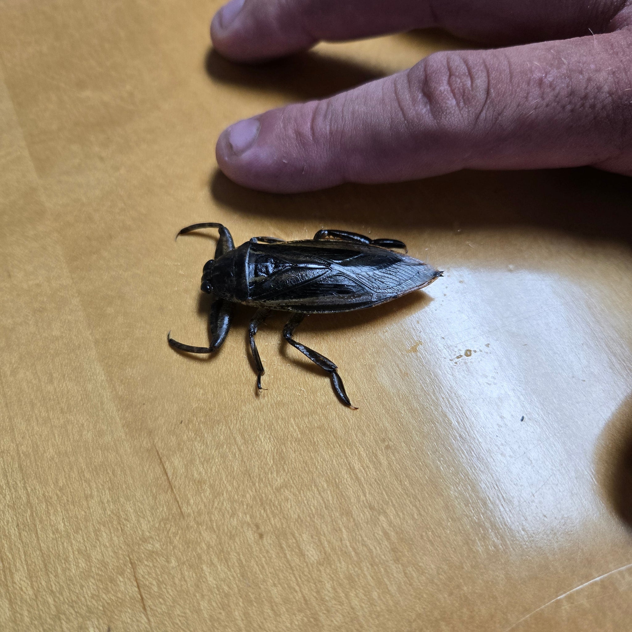 Fun Bug Water Water Giant Bug