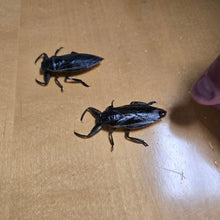 Load image into Gallery viewer, Live Giant Water Bugs