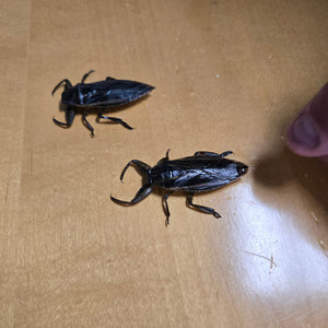 Live Giant Water Bugs