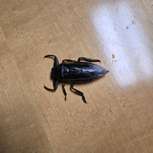 Load image into Gallery viewer, Live Giant Water Bugs