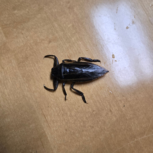 Live Giant Water Bugs