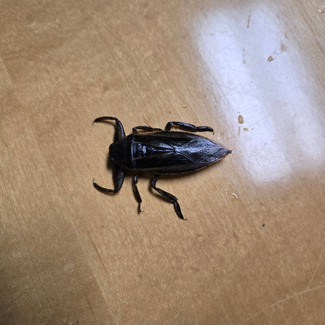 Live Giant Water Bugs