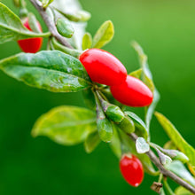 Load image into Gallery viewer, Goji Berry