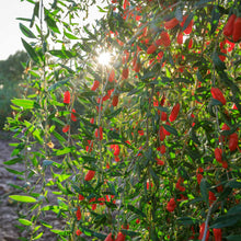 Load image into Gallery viewer, Goji Berry