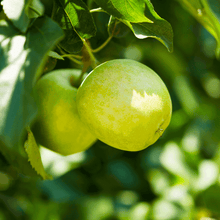 Load image into Gallery viewer, Apple, Granny Smith