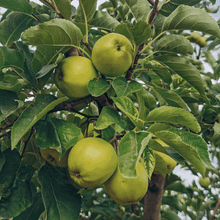 Load image into Gallery viewer, Apple, Granny Smith