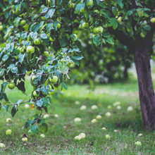 Load image into Gallery viewer, Apple, Granny Smith