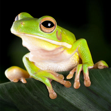 Load image into Gallery viewer, Green Tree Frogs