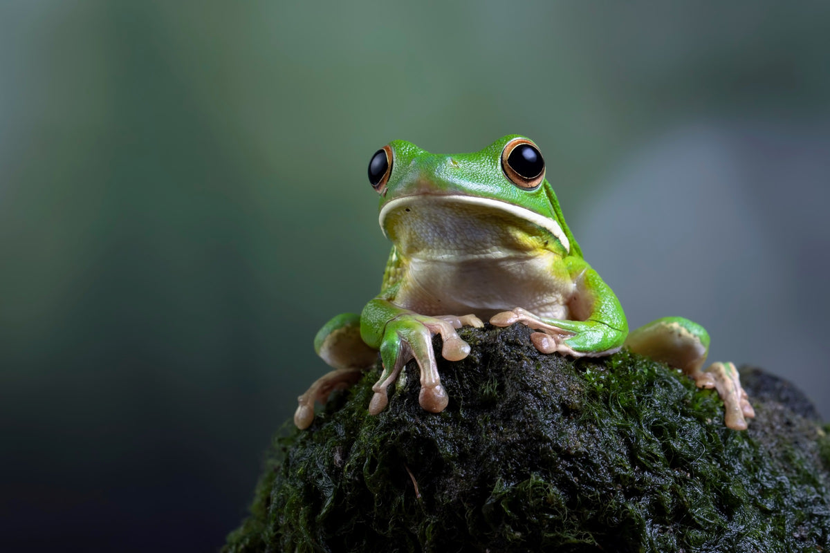 Green Tree Frogs – Live Aquaponics