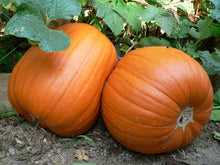 Load image into Gallery viewer, Pumpkin, Jack 'O Lantern