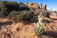 Load image into Gallery viewer, Organic Soil Moisture Retainer &amp; Plant Growth Enhancer