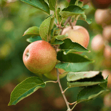 Load image into Gallery viewer, Apple, Honeycrisp™