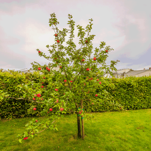 Load image into Gallery viewer, Apple, Honeycrisp™