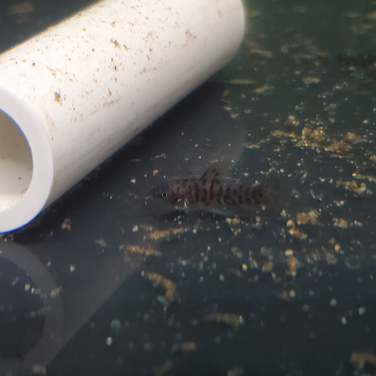 Armored Catfish for Sale Live Aquaponics