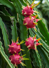 Load image into Gallery viewer, Dragon Fruit, Red Tricia