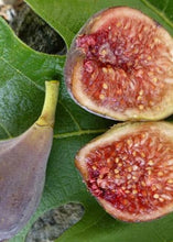Load image into Gallery viewer, Fig, Celeste