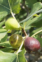 Load image into Gallery viewer, Fig, Celeste